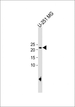 ECAT1 Antibody (N-term)