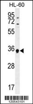 ECAT1 Antibody (N-term)