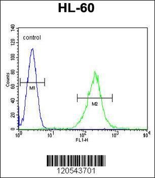 ECAT1 Antibody (N-term)