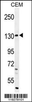 DUOX2 Antibody (Center)