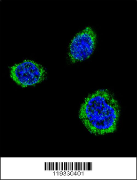 GAD2 Antibody (Center)