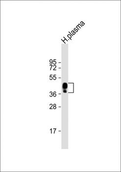 HPR Antibody (Center)