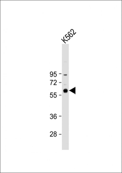 CCNB1 Antibody (C-term)