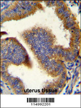 CCNB1 Antibody (C-term)
