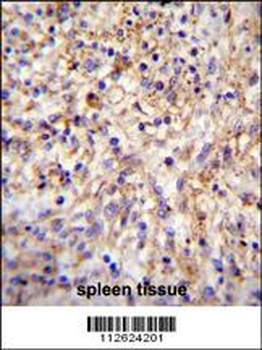 CLEC11A Antibody (Center)