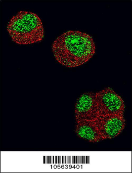 HDAC1 Antibody (N-term)