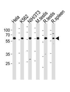 HDAC1 Antibody (N-term)