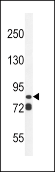 ASAP3 Antibody (N-term)