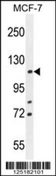 BCLAF1 Antibody (C-term)
