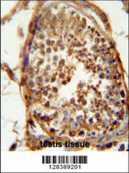 DNAJB13 Antibody (Center)