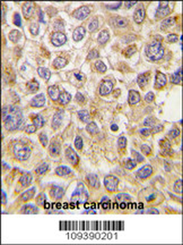 PMAT(Slc29a4) Antibody (N-term)