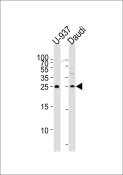 CD37 Antibody (Center)