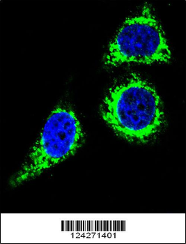 BCL10 Antibody (N-term)