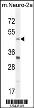 BHLHE40 Antibody (N-term)