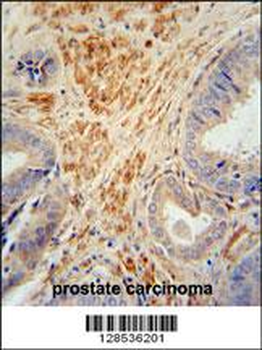 FSTL1 Antibody (C-term)