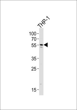 CF150 Antibody (Center)