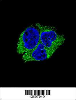SERPINI1 Antibody (N-term)