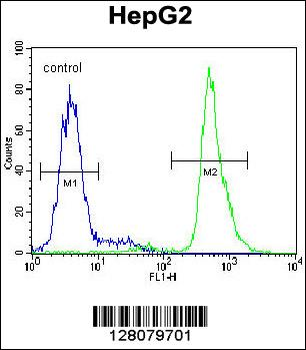SERPINI1 Antibody (N-term)
