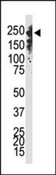 Dnmt1 Antibody (C-term S1602)