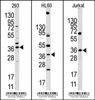 HIF1AN Antibody (N-term)