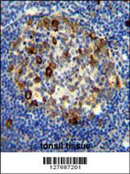 RPS6 (Ser240/244) Antibody