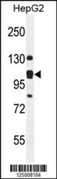 K0090 Antibody (C-term)