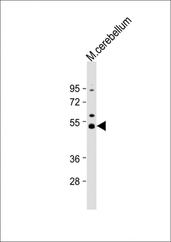 Dnmt2 Antibody