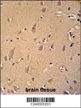 GCC2 Antibody (C-term)