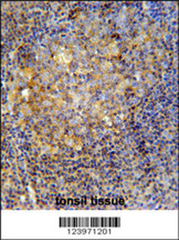 MME Antibody (Center)