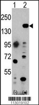 EHMT1 Antibody (C-term)