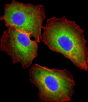AHSG Antibody (C-term)