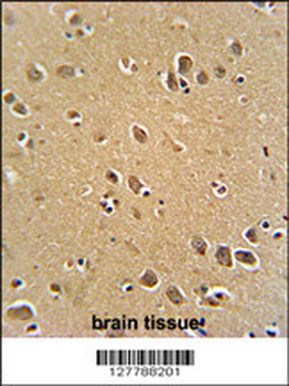 RFT1 Antibody (C-term)