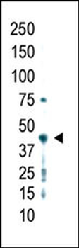 PRMT2 Antibody (C-term)