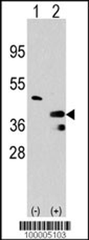 PRMT1 Antibody (C-term)