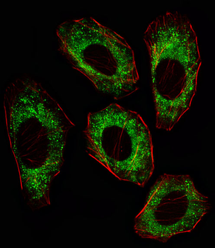 SRC Antibody