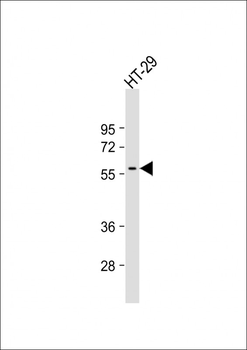 SRC Antibody