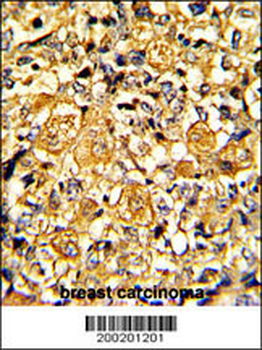 EGFR Antibody