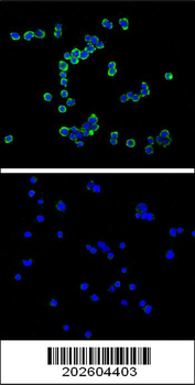 CD138 Antibody