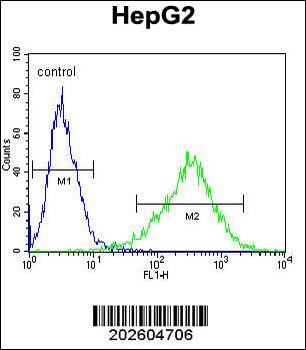 CD138 Antibody