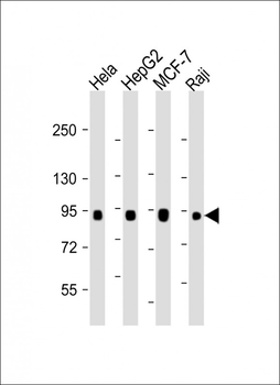 CD138 Antibody