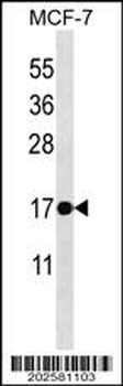 BAX Antibody