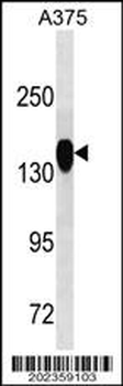 ANPEP Antibody
