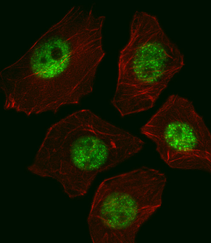 SOX2 Antibody