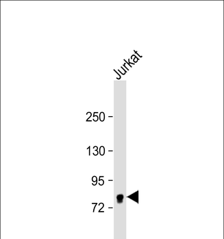 EIF4B Antibody