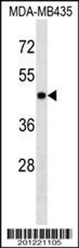 MAPK3 Antibody
