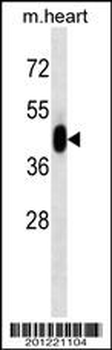 MAPK3 Antibody