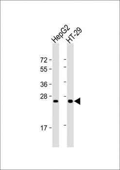 Glucagon Antibody