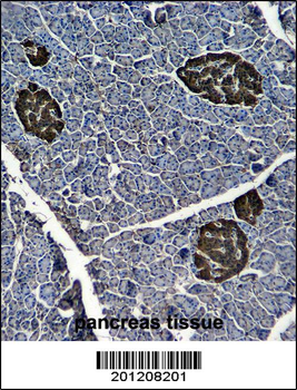 ENOG Antibody