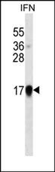 Interferon-alpha Antibody