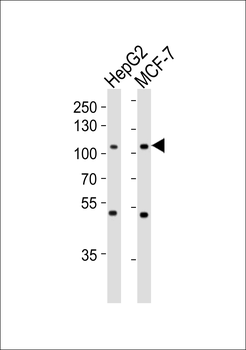 MAP4K3 Antibody